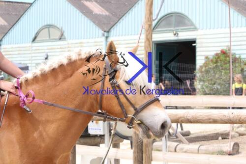 Kerguelen-equitation-1F4A3646