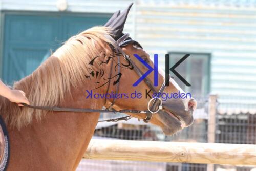 Kerguelen-equitation-1F4A4021